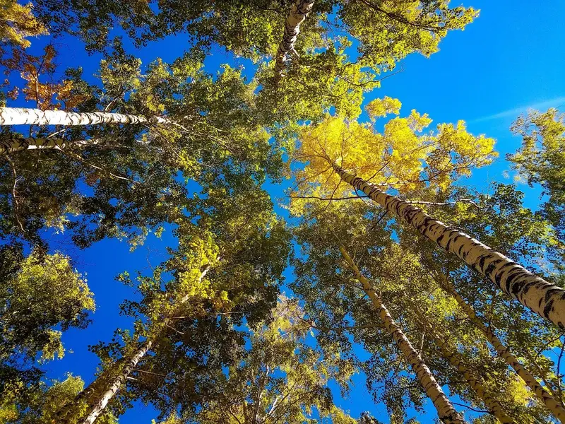 Woodland Park