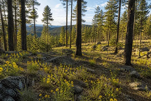 The Magic of Spring in Black Forest, Colorado