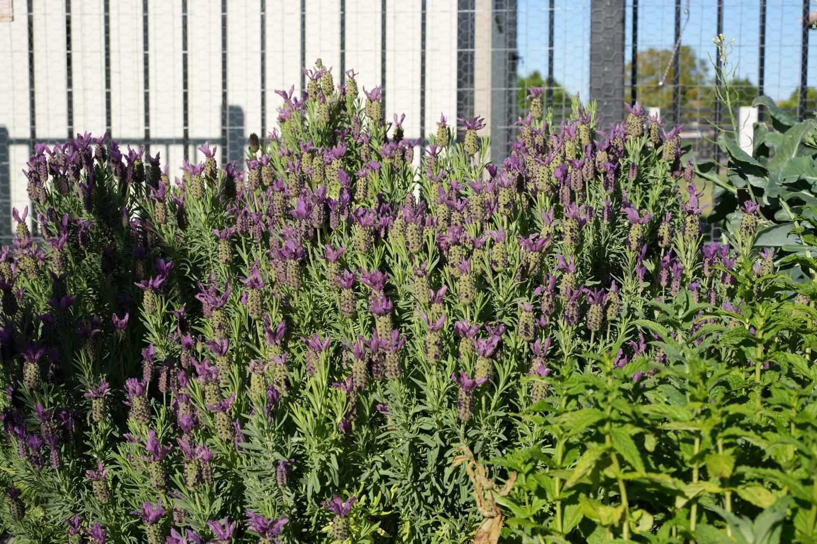 https://www.gardendesign.com/pictures/images/900x705Max/site_3/desert-garden-plants-shutterstock-com_18219.jpg