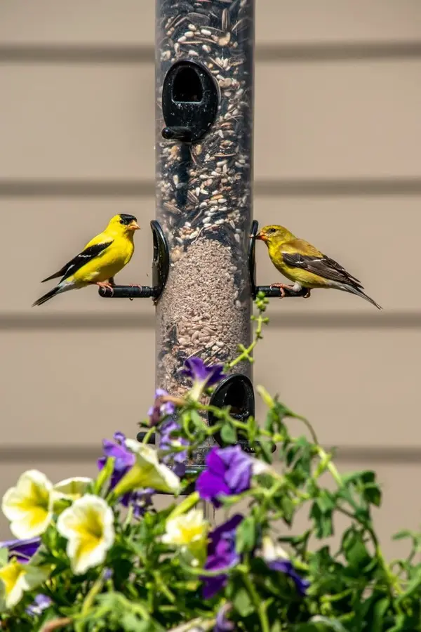 feature image of How to Attract Birds to Your Arizona Garden This Fall
