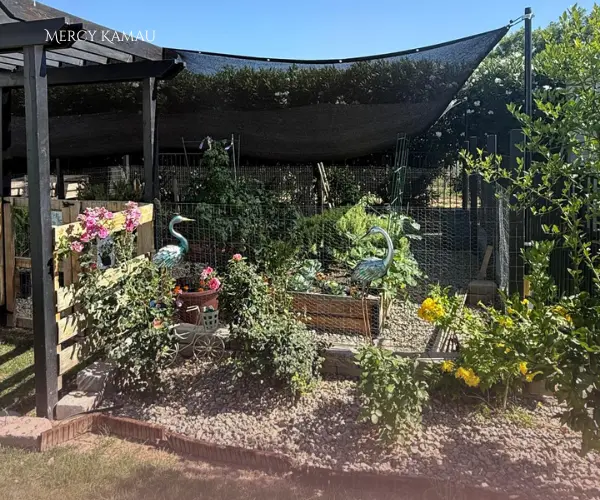 feature image of Best Plants That Thrive in Arizona Heat