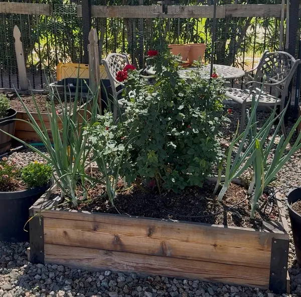 feature image of Easy Herbs You Can Grow in Arizona