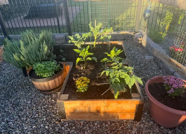 feature image of How to Keep Your Garden Alive During Arizona Summers
