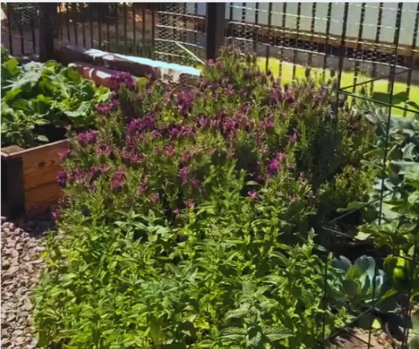 feature image of 7 Easy Plants That Thrive in Arizona's Summer Heat