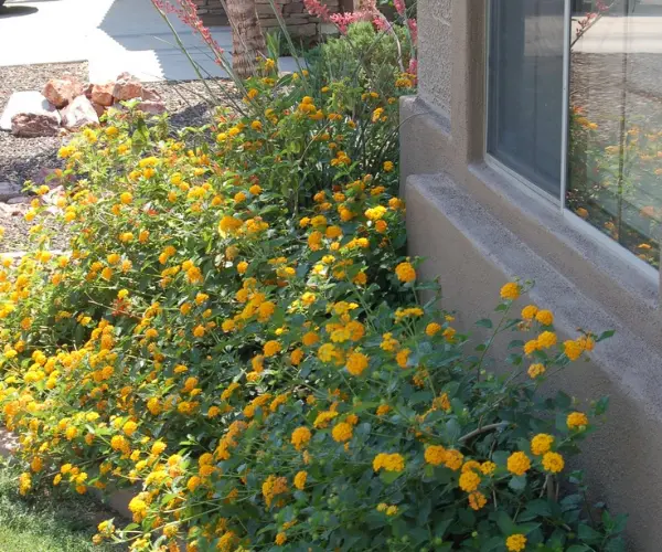 feature image of The Benefits of Native Arizona Plants for Your Landscape