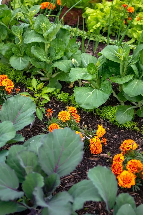 feature image of Companion Planting Tips for Arizona Vegetable Gardens 