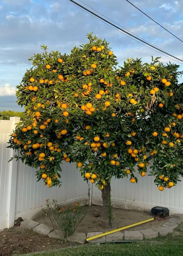 Growing Citrus Trees Successfully in Arizona: Tips for a Thriving Backyard Orchard