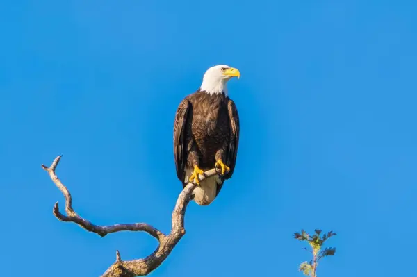 22894 Blue Jay LN, Anderson, CA 96007