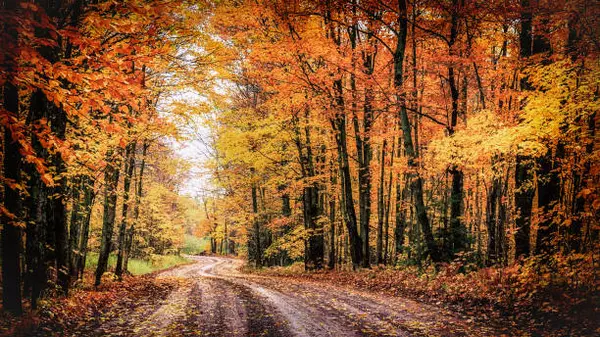 Autumn Glory in Michigan: Where Fall Colors Meet Real Estate Dreams and Vacation Escapes