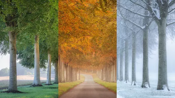 Seasonal Trends in Real Estate: Timing Your Move for Success
