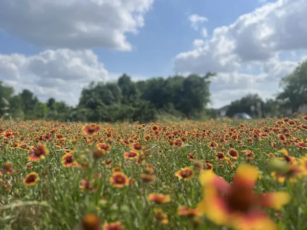 Wildflower_field_Pflugerville_Texas_2025
