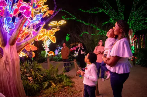 feature image of Top 35 Holiday Things to Do in Houston 2025 | Local Guide