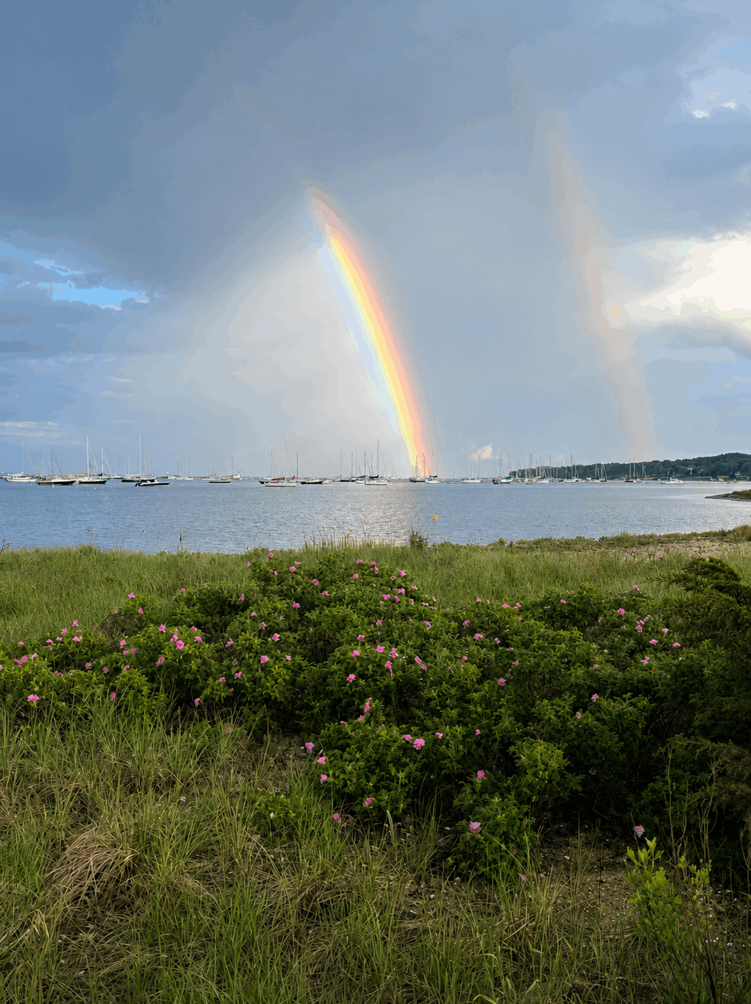 Double rainbow over Padanaram Harbor with pink beach roses in the foreground