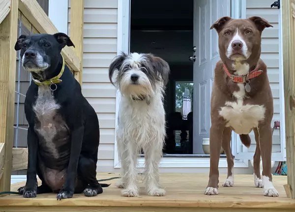 Flooring, Fencing, and Fur – What to Look For in a Pet-Friendly Home