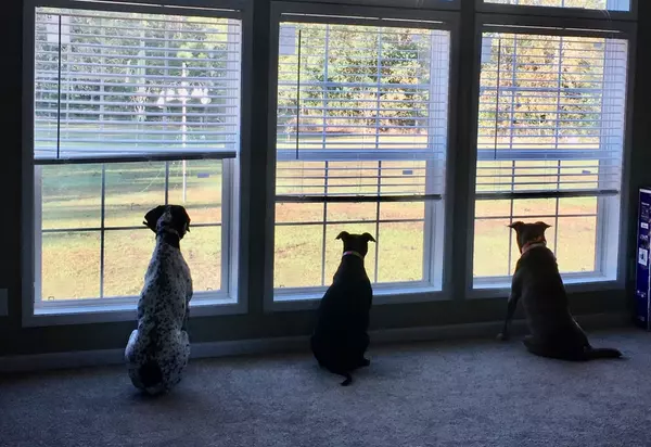 What Would Your Pet Look for in a Home?