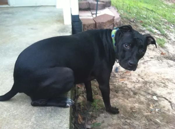 HOAs, Breed Restrictions & Pet Policies – Know Before You Buy