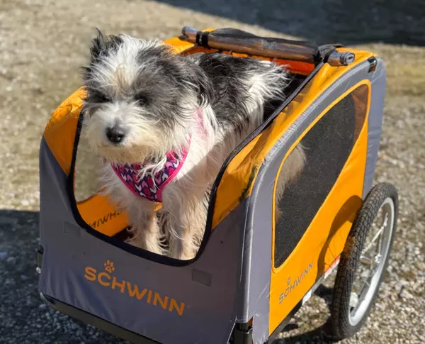 Best Local Amenities for Pets – Beaches, Trails, and Parks