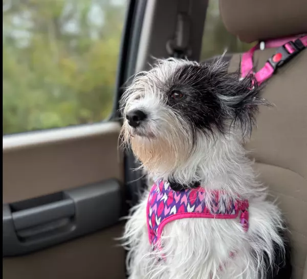 Moving With Pets – Reduce Stress and Settle In Smoothly