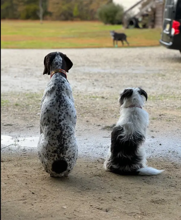 A Baldwin County Dog Owner's Guide to the Toxic Plants in Your Own Backyard
