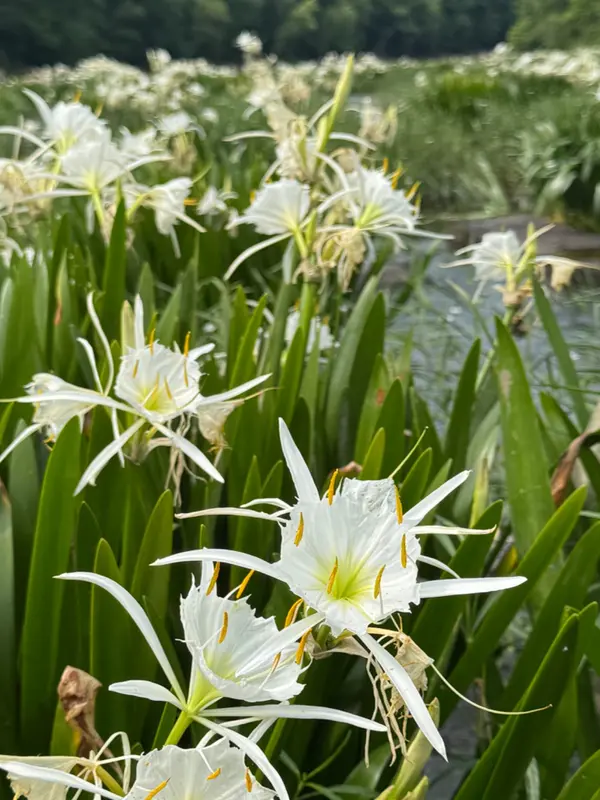 When and Where to See the Cahaba Lilies in Alabama (2026 Guide)