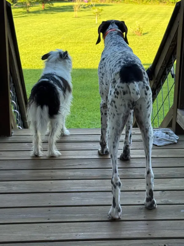 What 77°F Actually Feels Like to Your Dog (and How to Keep Them Safe This Summer)