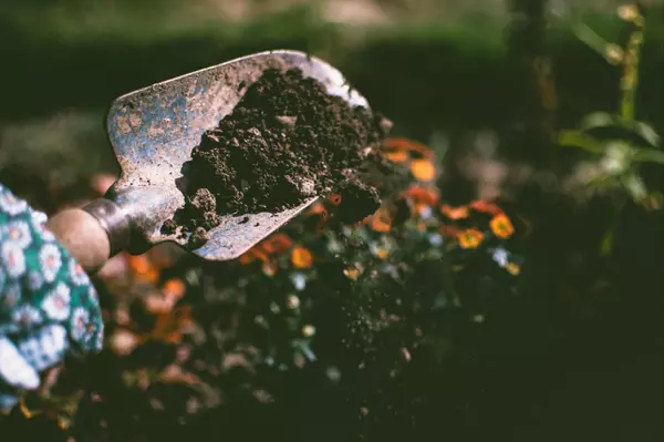 Creating a Captivating Garden