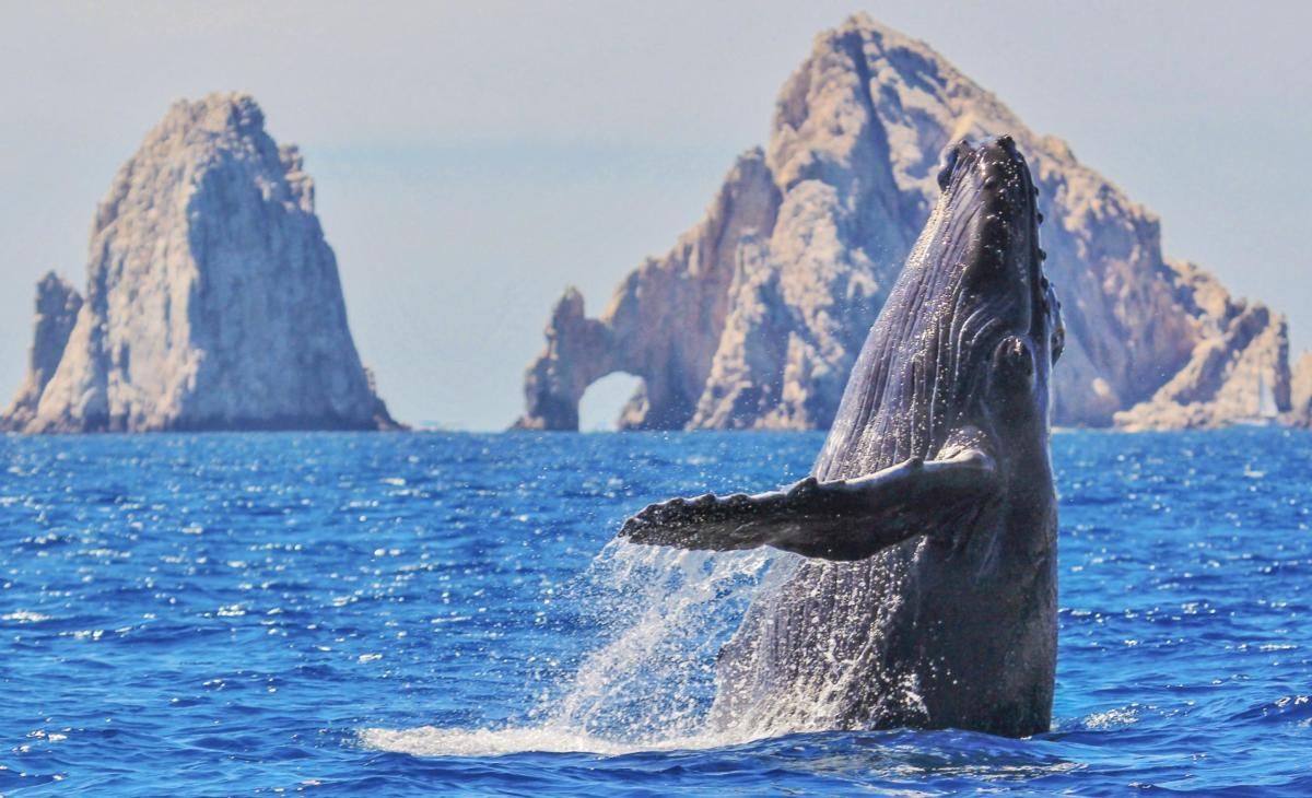 cabo whale watching