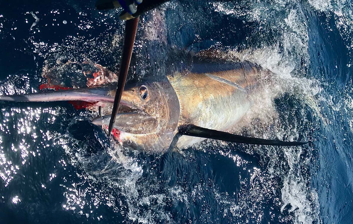 bisbees black marlin