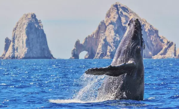 Whale Watching in Cabo