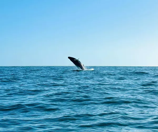 Calle Tiburon #Hacienda Palmilla, San Jose Corridor, BCS