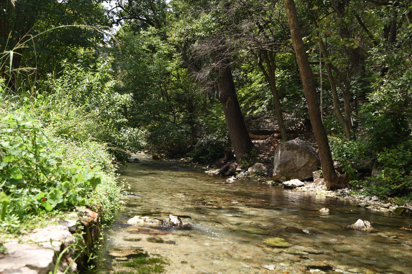 Spring-fed creek in the Texas Hill Country
