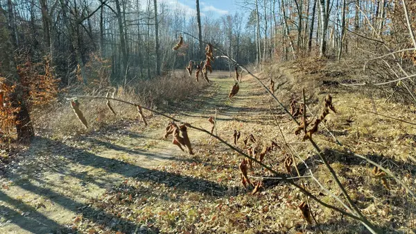 28515 Fools Lake DR, Park Rapids, MN 56470