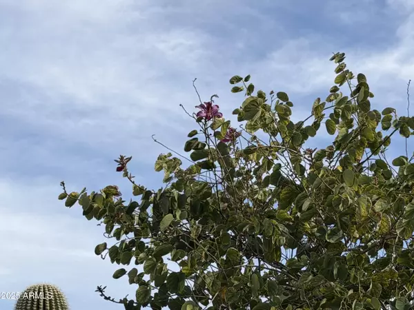 13319 W SOLANO Drive, Litchfield Park, AZ 85340