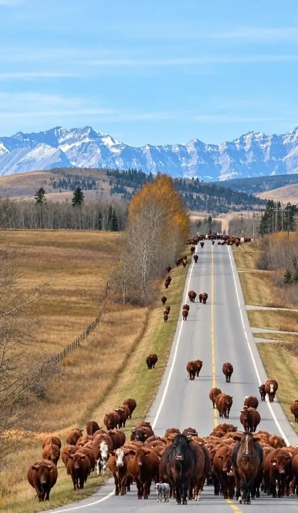Buying an Acreage with a Well and Septic in Alberta: What to Check