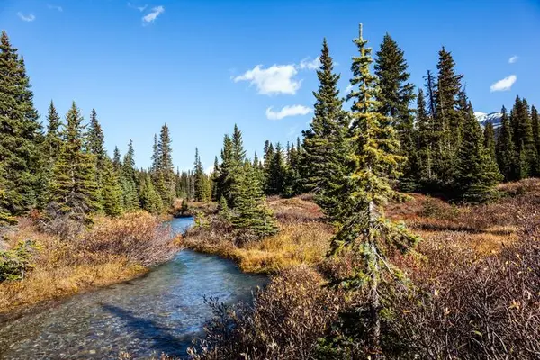 Selling Your Acreage or Recreational Land in Clearwater County, Alberta: A Seller's Guide,Adam McMillan