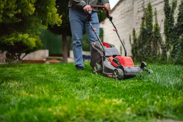 Northeast USA Summer Lawn Care: A Homeowner’s Guide to a Lush, Resilient Yard