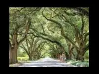 Living in Aiken, South Carolina: A Timeless Southern Gem