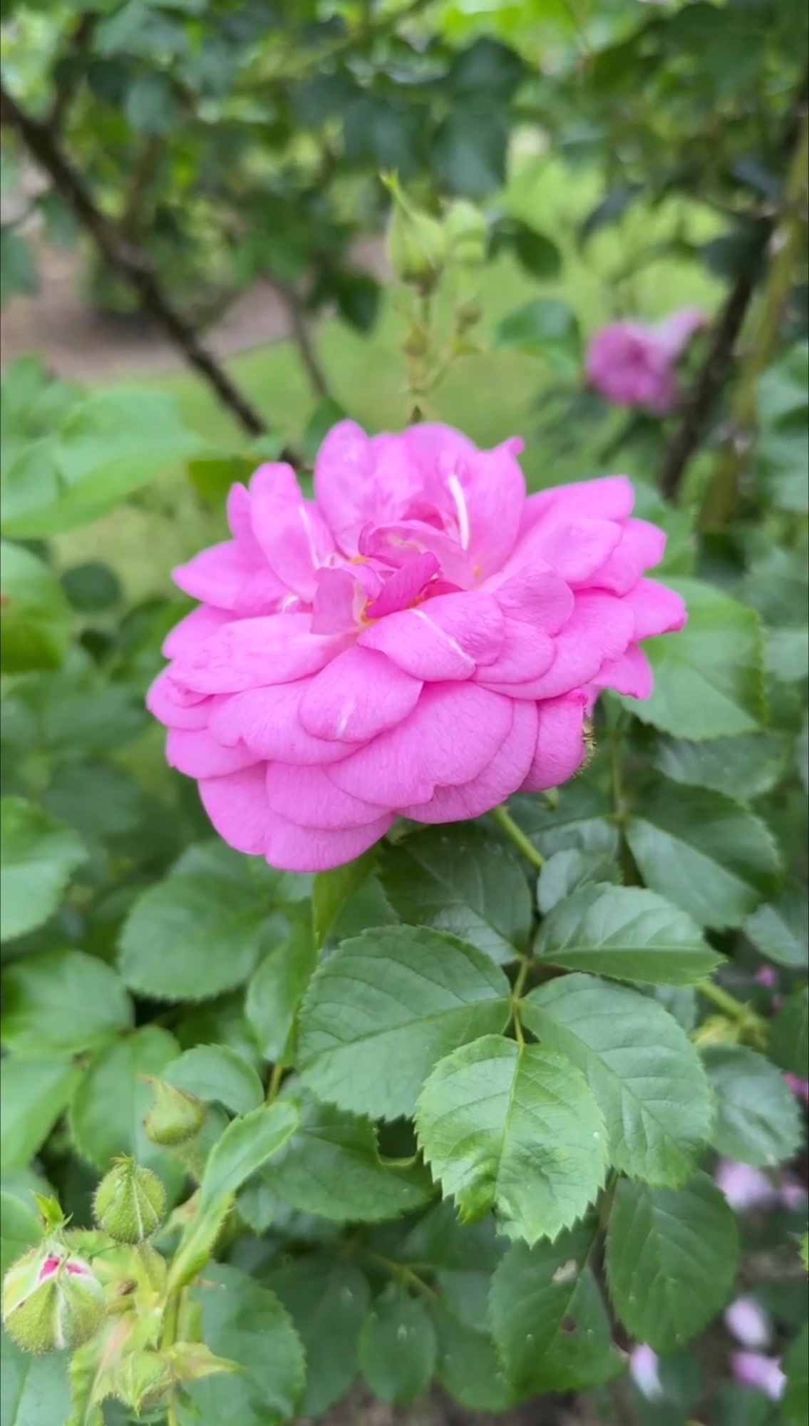 Roses at Elizabeth Park