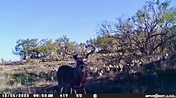 6544 Antler Dr, Fort Mckavett, TX 76841