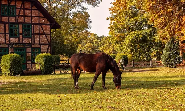 house and horse
