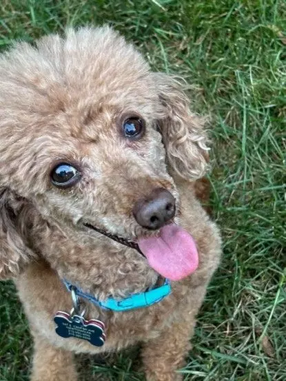 Exploring Bucks County with Your Dog: Parks, Events, and Tips