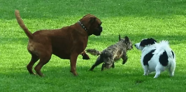 Unleash the Fun: The Best Dog Parks in Naperville and Nearby Communities