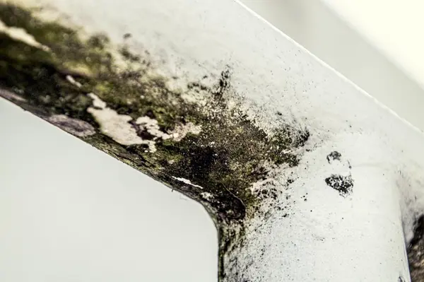 Is Mold Common in Cincinnati Homes? What Buyers and Homeowners Should Know,Nick Siegler of Porch Light Home Inspections