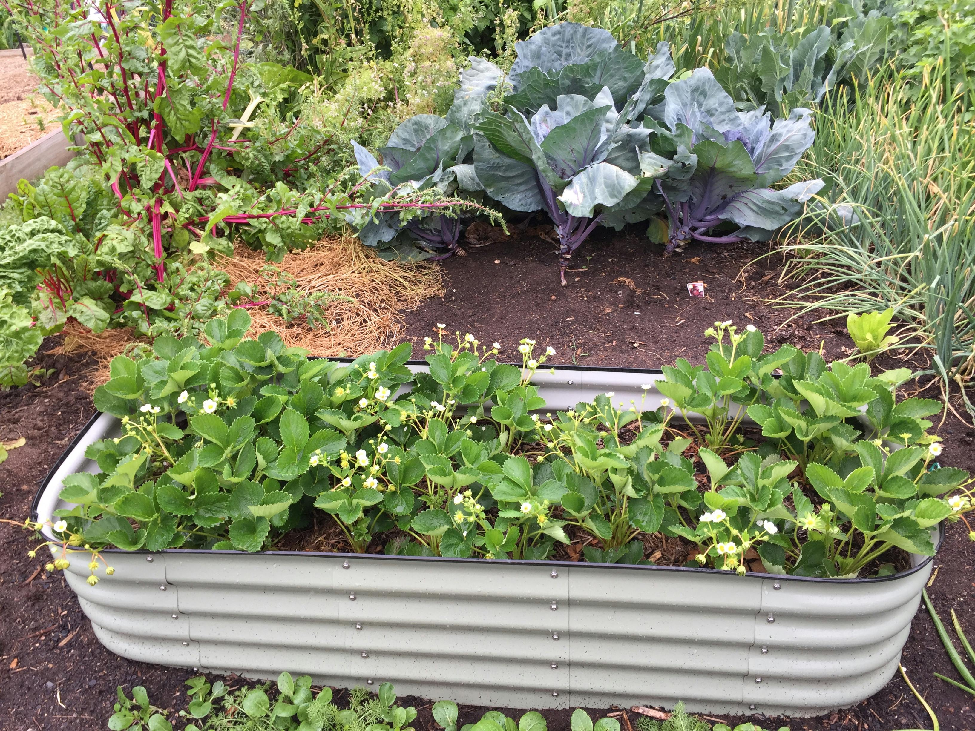 zone 8b garden
