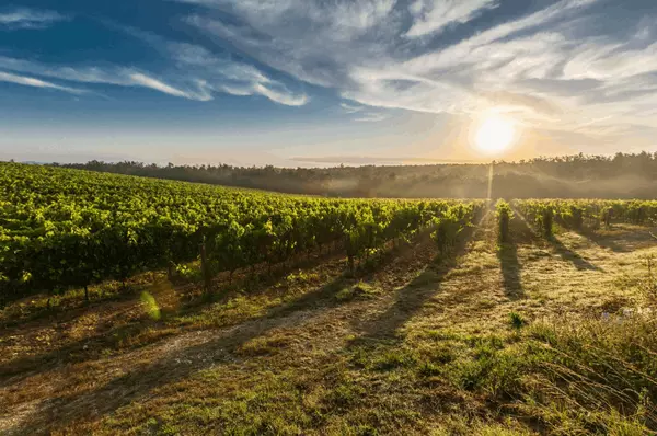 Exploring the Top-Rated and Most Popular Wineries in Oregon’s Willamette Valley: A Guide for New Residents,Amanda Hagen