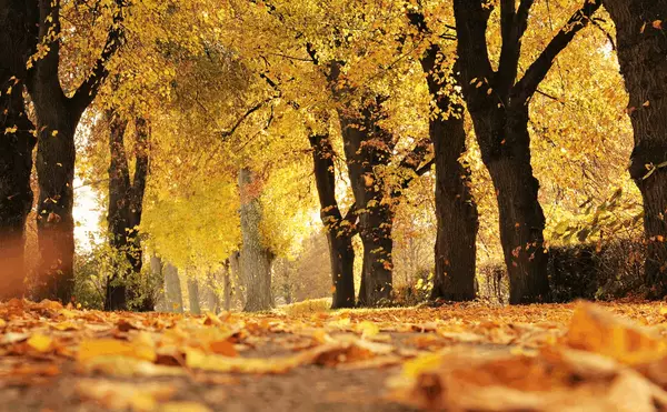 Best Tips for Preparing Your Home and Garden for Fall,Amanda Hagen