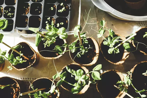 January Garden Prep for Zone 8B Yards,Amanda Hagen