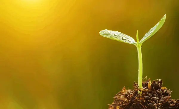 Jumpstart Your PNW Garden: Late Winter Prep Tips for January & February,Amanda Hagen