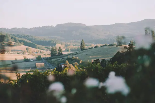 feature image of The Downsides of Moving to Oregon Wine Country (and Who It's Still Right For)
