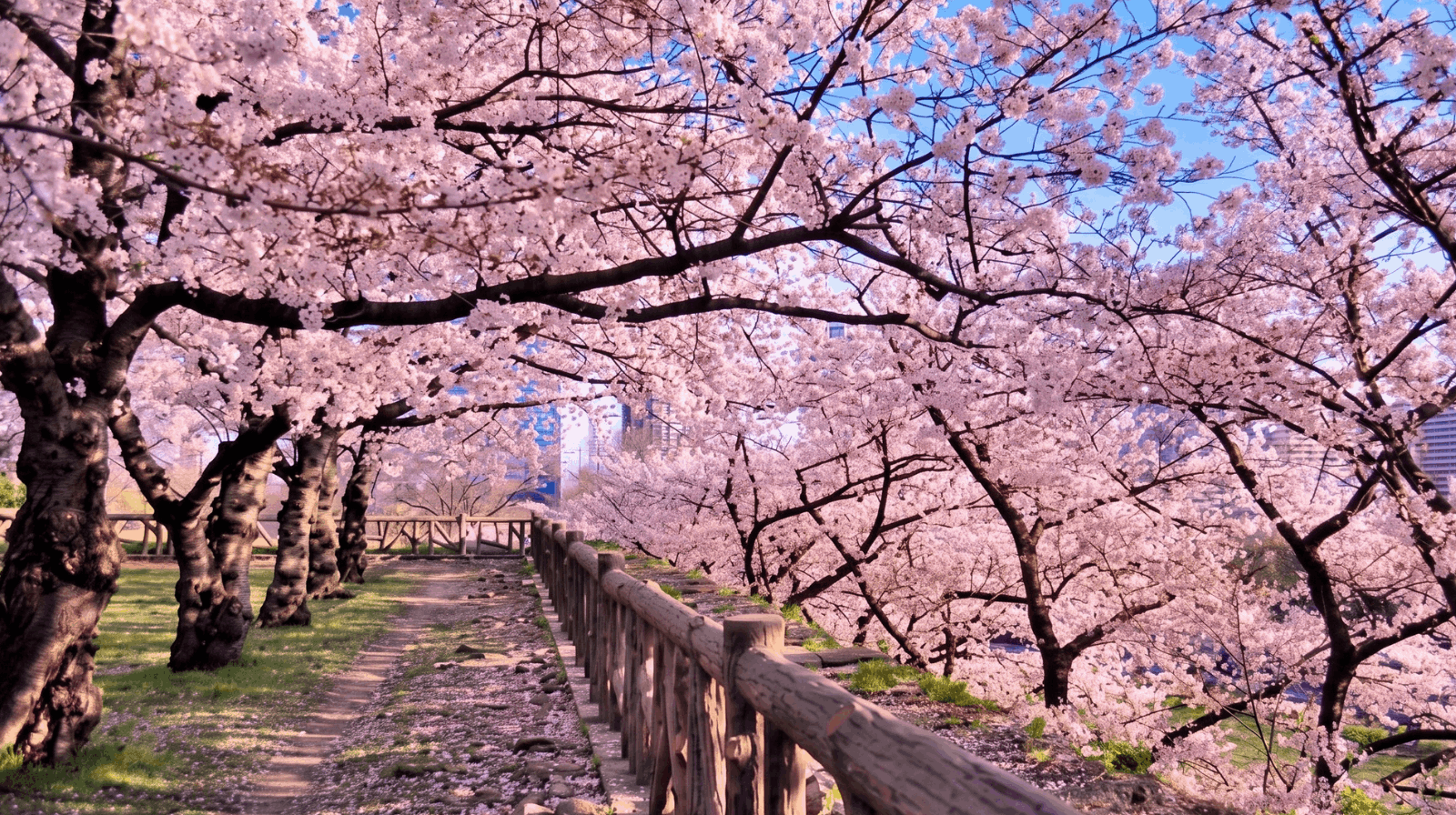 Cherry blossom festival Columbus Ohio Franklin Park pink trees spring event